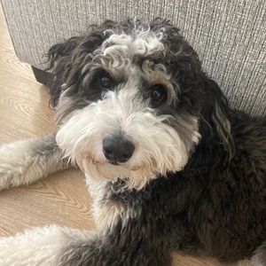 Meet your Posher, Milo